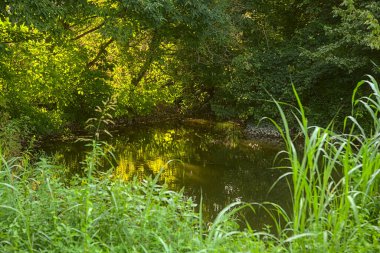 Gün batımında bir ormanda gölet