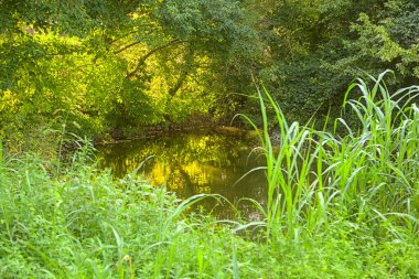Gün batımında bir ormanda gölet