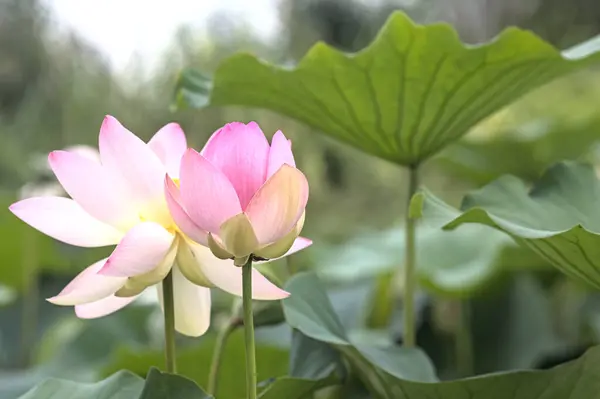 Lotuses in bloom by the lakeshore seen up close