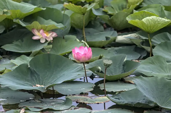 Lotuses in bloom by the lakeshore seen up close
