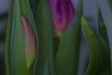 Çiçek açmış mor laleler yakından görülüyor.