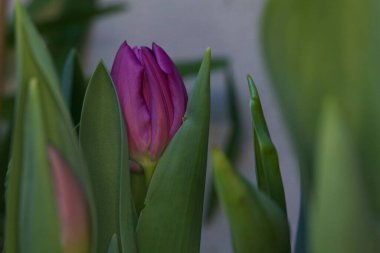 Çiçek açmış mor laleler yakından görülüyor.