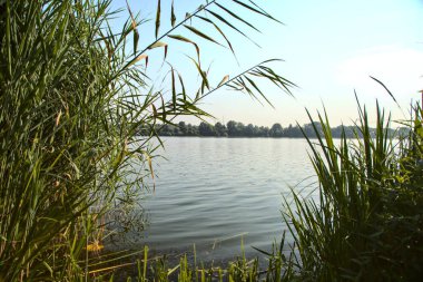 Güneşli bir günde göl kıyısında sazlıklar