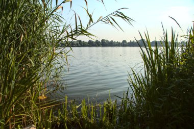 Güneşli bir günde göl kıyısında sazlıklar