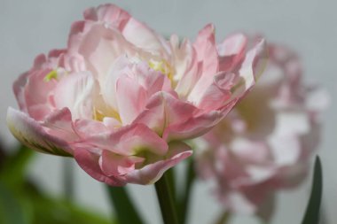 Çiçek açan laleler yakından görülüyor.