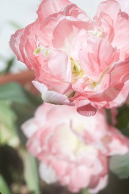 Çiçek açan laleler yakından görülüyor.