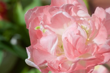 Çiçek açan laleler yakından görülüyor.