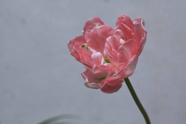 Çiçek açan laleler yakından görülüyor.