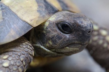Kaplumbağa kaldırım taşında, yakından görülüyor.