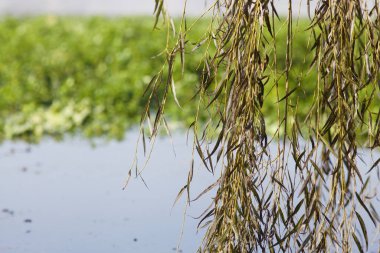 Arka planda göllü söğüt dalı