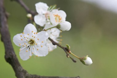 Erik ağacı dalları çiçek açarken yakından görülüyor.