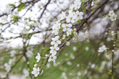Erik ağacı dalları çiçek açarken yakından görülüyor.