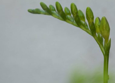 Frezya çiçek açmış, yakından görülüyor.