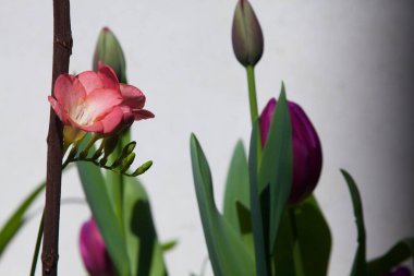 Frezya çiçek açmış, yakından görülüyor.