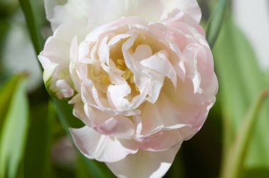 Yakından bakıldığında, bir vazoda açan lale.