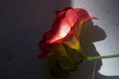 Frezya çiçek açmış, yakından görülüyor.