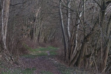 Gün batımında İtalya kırsalında bir parkta yol