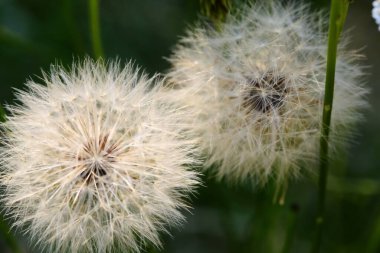 Çimlerde karahindibalar. Yakından görülüyor.