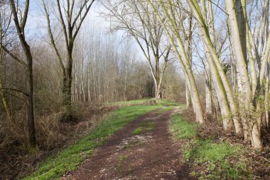 Gün batımında İtalya kırsalında bir parkta yol