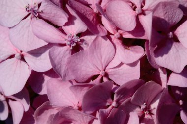 Çiçek açmış ortanca yakından görülüyor.