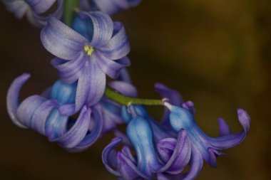 Çiçek açan sümbül yakından görülüyor.