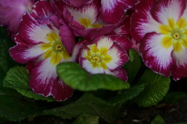 Çiçek açan çuha çiçekleri yakından görülüyor.