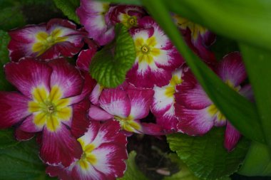 Çiçek açan çuha çiçekleri yakından görülüyor.