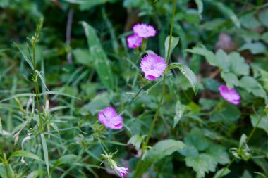 Çiçek açmış yaban ördekleri yakından görülüyor.