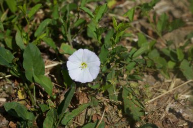 Çiçek açan çan çiçekleri yakından görülüyor.