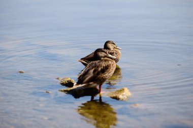 Sahilden görünen bir göldeki yaban ördekleri