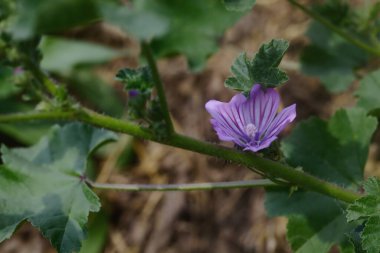 Çiçek açmış yaban ördekleri yakından görülüyor.