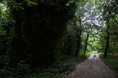 Gün batımında İtalya kırsalında bir parkta yol