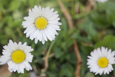 Çimlerde açan papatyalar Yakından bakıldığında