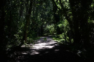 Gün batımında İtalya kırsalında bir parkta yol