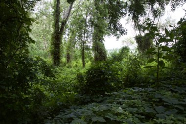 Gün batımında İtalya kırsalında bir parkta yol