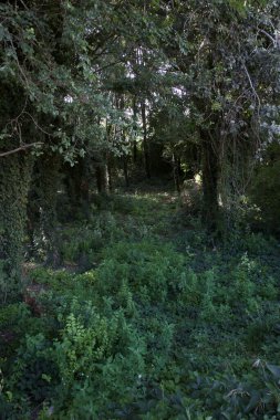 Gün batımında İtalya kırsalında bir parkta yol