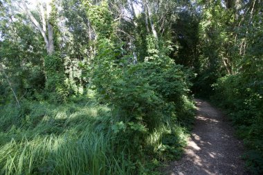 Gün batımında İtalya kırsalında bir parkta yol