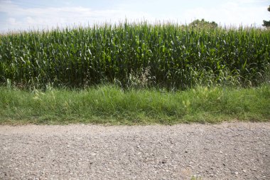 İtalya kırsalında ağaçlarla ve tarlalarla çevrili bir yol.