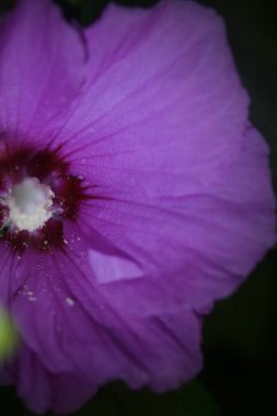 Çiçek açmış Hibiscus yakından görülüyor.