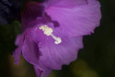 Çiçek açmış Hibiscus yakından görülüyor.