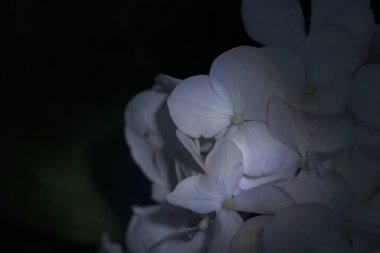 Çiçek açmış ortanca yakından görülüyor.