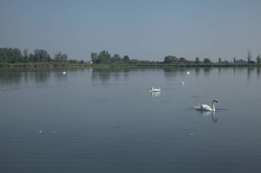 Kıyıdan görünen bir gölde kuğular.