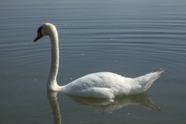 Kıyıdan görünen bir gölde kuğular.