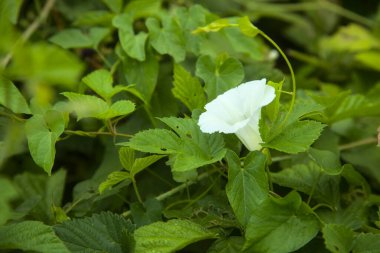 Çiçek açan çan çiçekleri yakından görülüyor.
