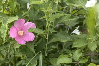 Çiçek açmış Hibiscus yakından görülüyor.
