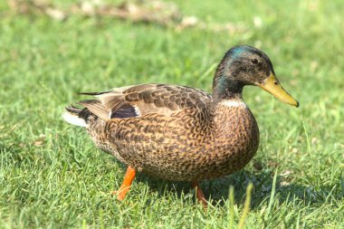Sahilden görünen bir göldeki yaban ördekleri
