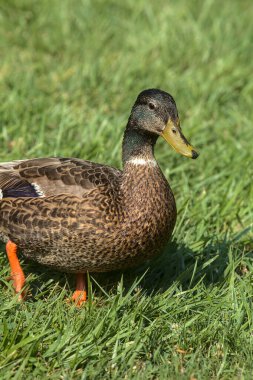 Sahilden görünen bir göldeki yaban ördekleri