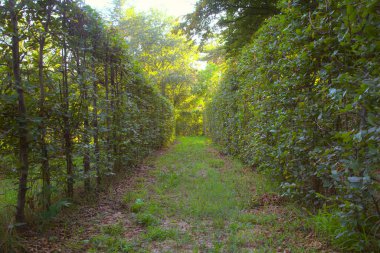 Gün batımında İtalya kırsalında bir parkta yol