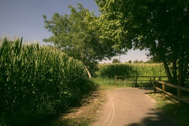 İtalya kırsalında ağaçlarla ve tarlalarla çevrili bir yol.