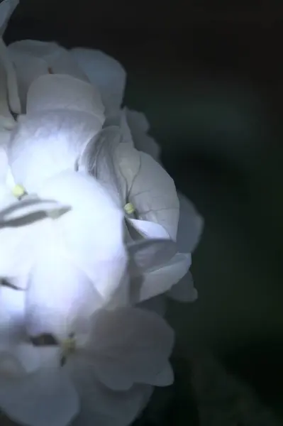 Hydrangea in bloom seen up  close